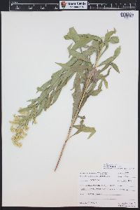 Solidago velutina subsp. sparsiflora image