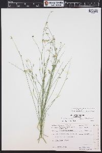 Stephanomeria tenuifolia image