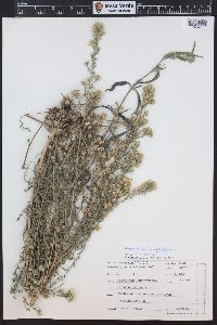 Symphyotrichum falcatum image