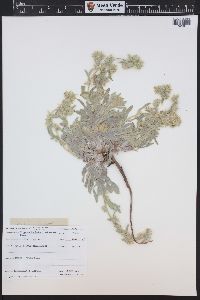 Oreocarya bakeri image