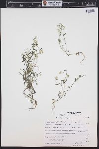 Cryptantha gracilis image