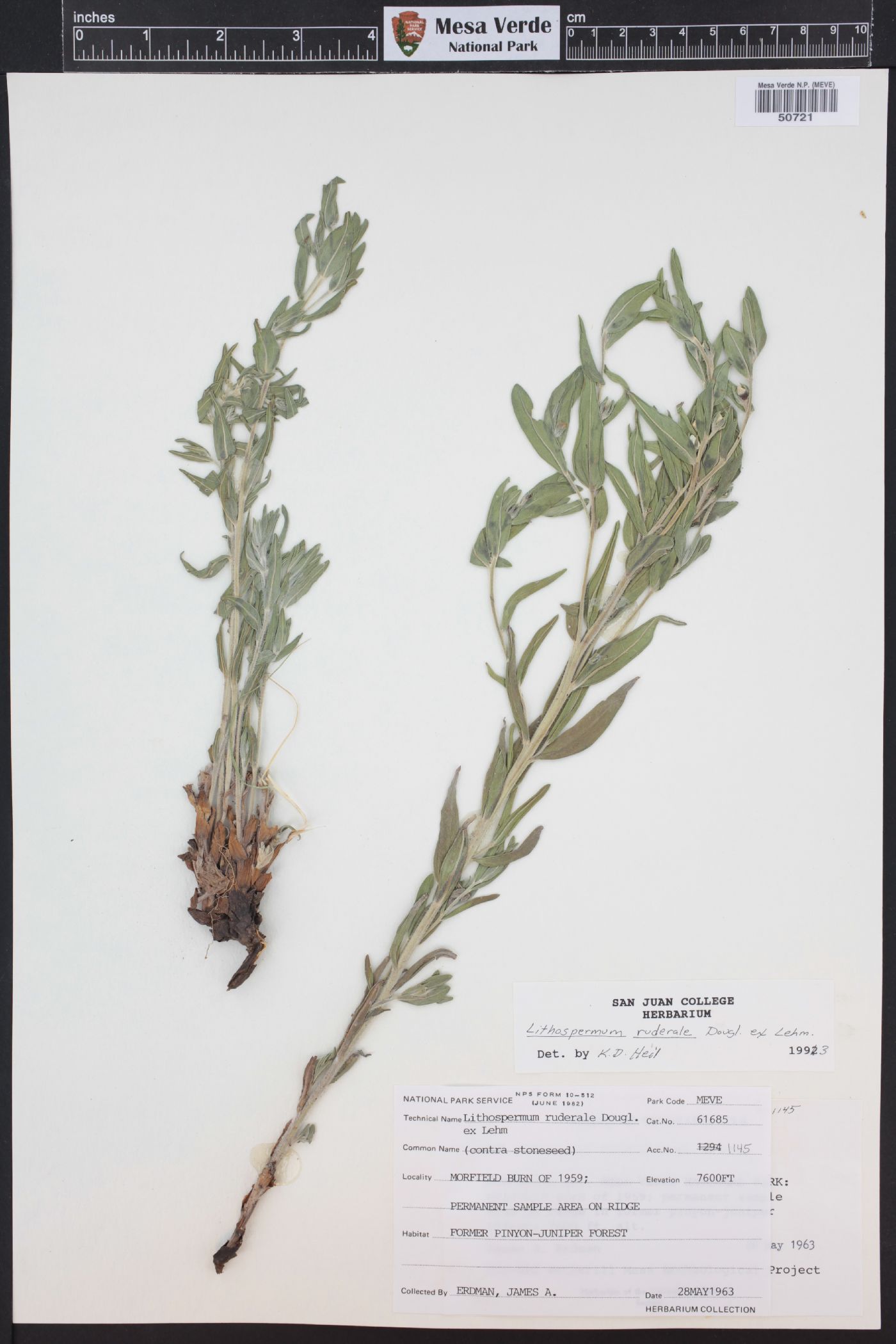 Lithospermum ruderale image