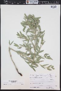 Lithospermum ruderale image