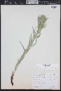 Lithospermum ruderale image