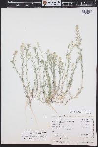 Alyssum simplex image