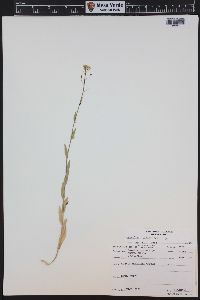 Camelina microcarpa image