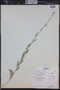 Camelina microcarpa image