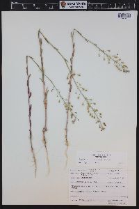 Camelina microcarpa image