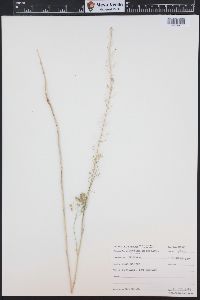 Camelina microcarpa image