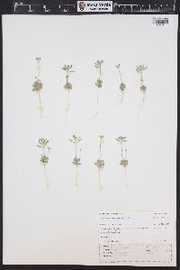 Draba cuneifolia image