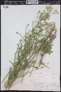 Lepidium montanum image