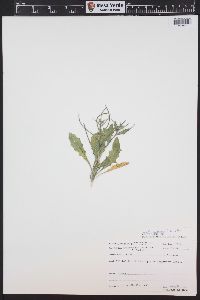 Thelypodium laxiflorum image