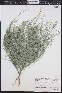 Sisymbrium linifolium image