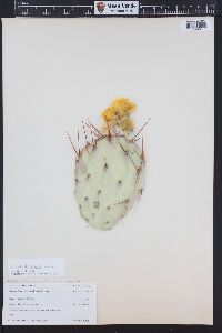 Opuntia polyacantha image