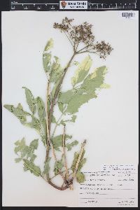 Sambucus cerulea image