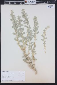 Atriplex confertifolia image