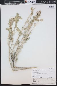 Atriplex confertifolia image