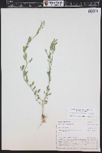 Chenopodium atrovirens image