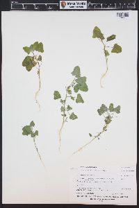 Chenopodium fremontii image