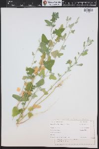 Chenopodium fremontii image