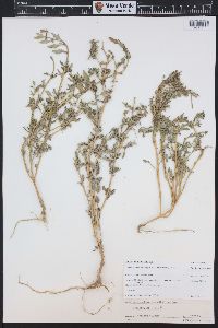 Blitum nuttallianum image