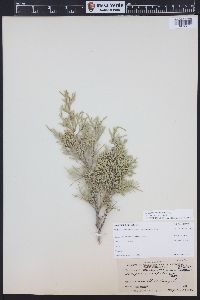 Juniperus scopulorum image