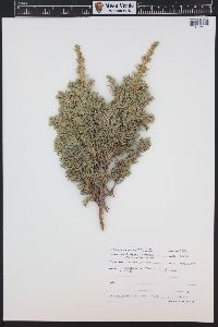 Juniperus communis var. depressa image