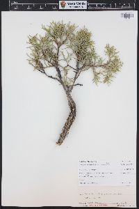 Juniperus osteosperma image