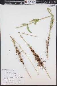 Cuscuta cuspidata image