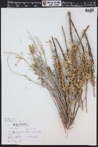 Cuscuta cuspidata image