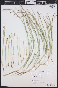 Carex geyeri image