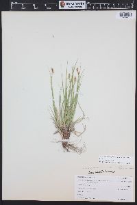 Carex inops subsp. heliophila image