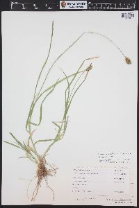 Carex egglestonii image