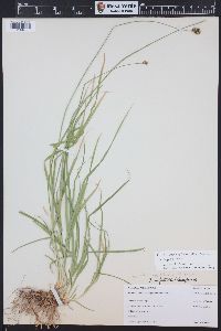 Carex egglestonii image