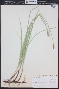 Carex praegracilis image