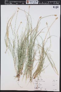 Carex vallicola image