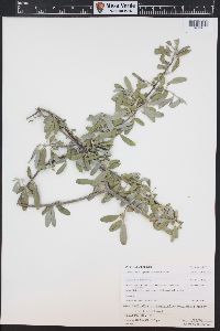 Shepherdia canadensis image