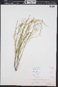 Ephedra viridis image