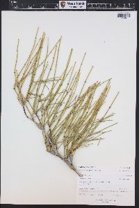 Ephedra viridis image