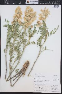 Astragalus pattersonii image