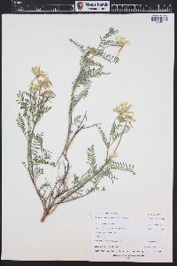 Astragalus scopulorum image
