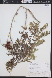 Glycyrrhiza lepidota image