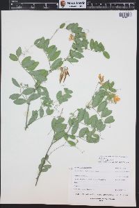 Lathyrus lanszwertii image