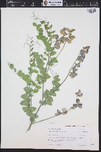 Lathyrus pauciflorus var. utahensis image