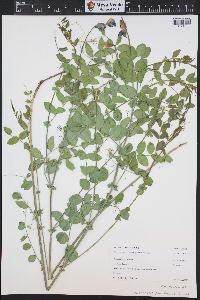 Lathyrus pauciflorus image