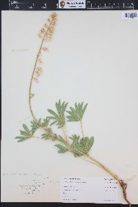 Lupinus ammophilus image