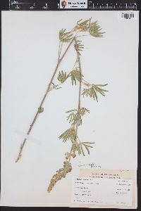 Lupinus caudatus image