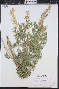 Lupinus caudatus image