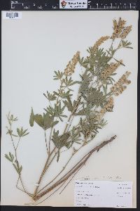 Lupinus caudatus image