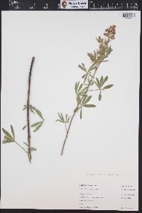 Lupinus caudatus image